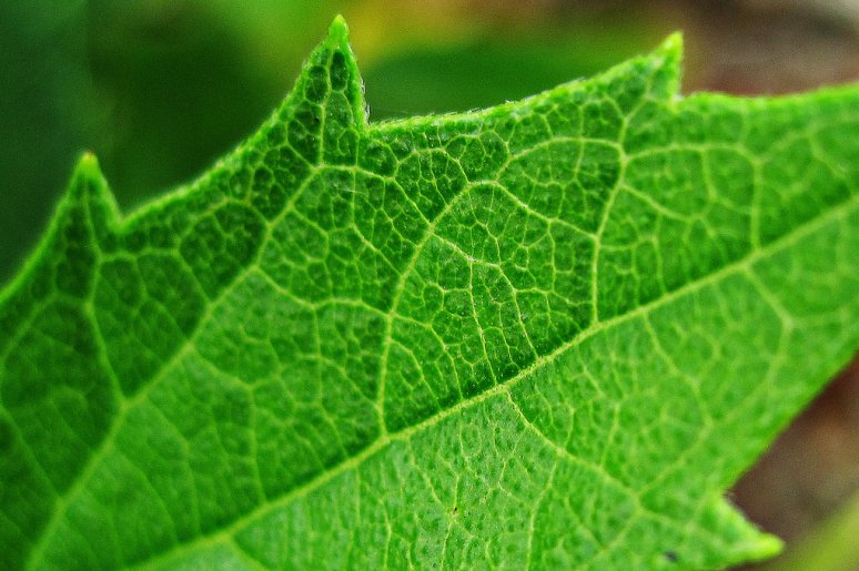 solar leaf